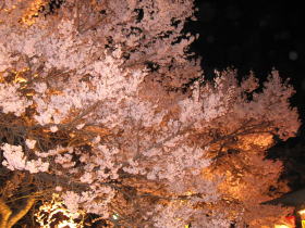 ライトアップで桜色が映える