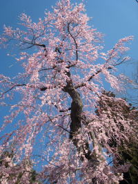 城址の枝垂れ桜