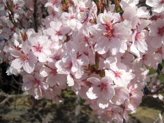 「天下第一の桜」と称されるそうです