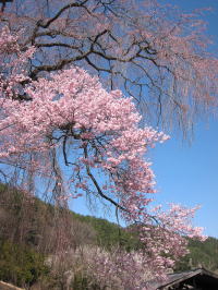 勝間の枝垂れ桜は二本あります