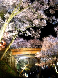夜の桜雲橋