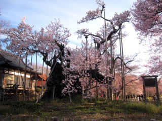 山高神代桜とも呼ばれる